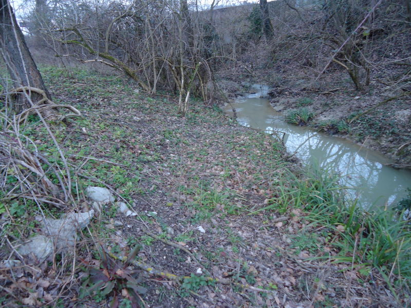 Crosta su Ulmus (Byssomerulius corium)